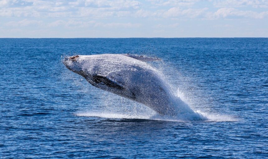 Catch a Glimpse of Nature’s Giants with Whale Watching in Tamarindo