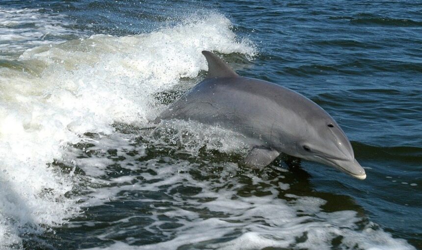 Dolphin Watching Cruise in Playa Flamingo, Costa Rica
